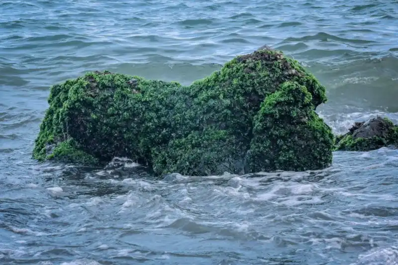 wanderlust-tips-bai-reu-xanh-muot-hut-khach-o-nha-trang--7