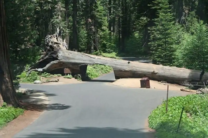 wanderlust-tips-doc-dao-loi-di-xuyen-than-cay-o-california-19