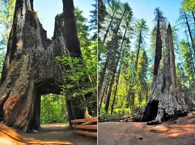 wanderlust-tips-doc-dao-loi-di-xuyen-than-cay-o-california-2