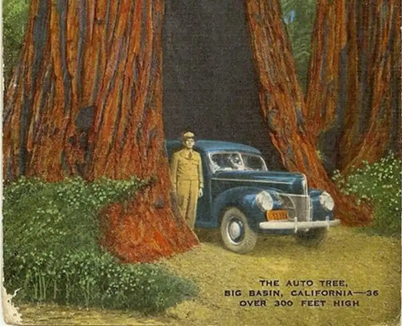 wanderlust-tips-doc-dao-loi-di-xuyen-than-cay-o-california-25