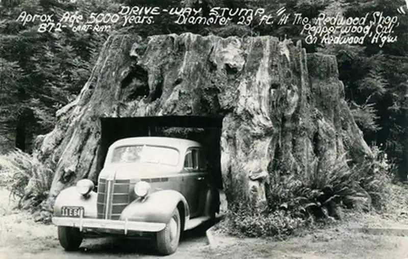 wanderlust-tips-doc-dao-loi-di-xuyen-than-cay-o-california-26