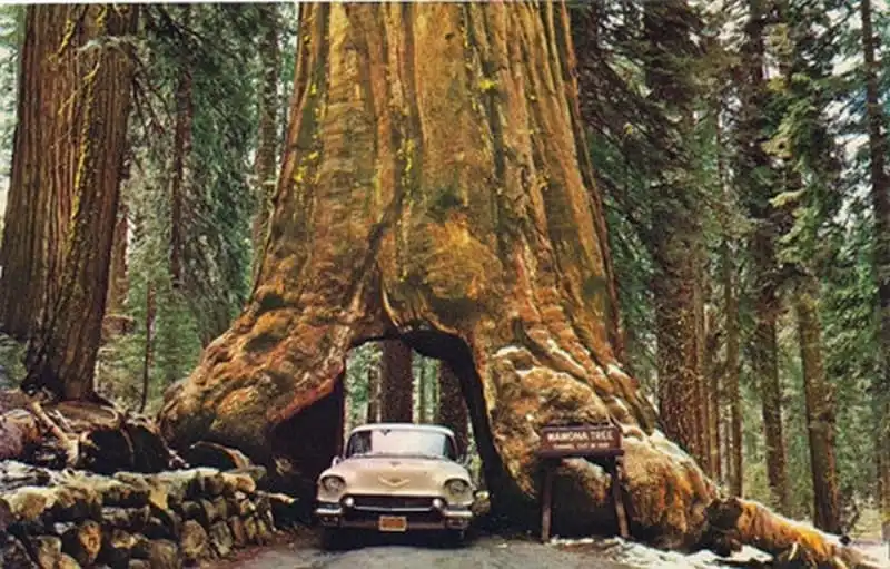 wanderlust-tips-doc-dao-loi-di-xuyen-than-cay-o-california-4