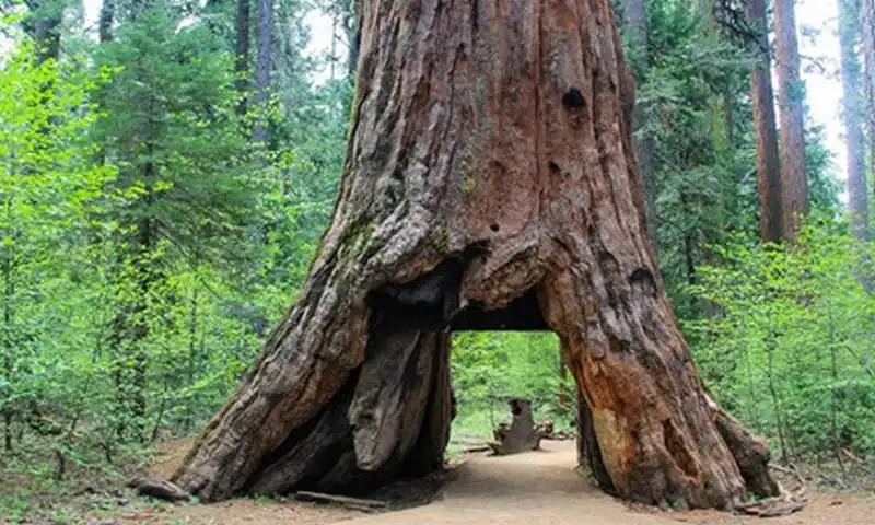 wanderlust-tips-doc-dao-loi-di-xuyen-than-cay-o-california-7