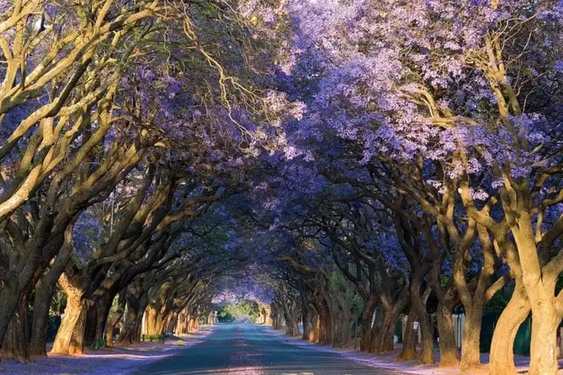 wanderlust-tips-lac-buoc-vao-thien-duong-phuong-tim-o-pretoria-nam-phi-1