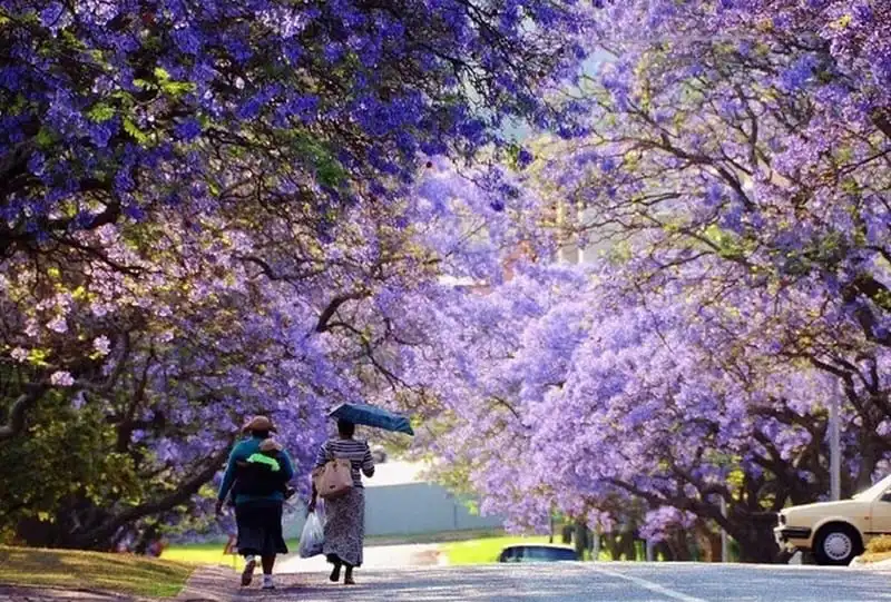 wanderlust-tips-lac-buoc-vao-thien-duong-phuong-tim-o-pretoria-nam-phi-4