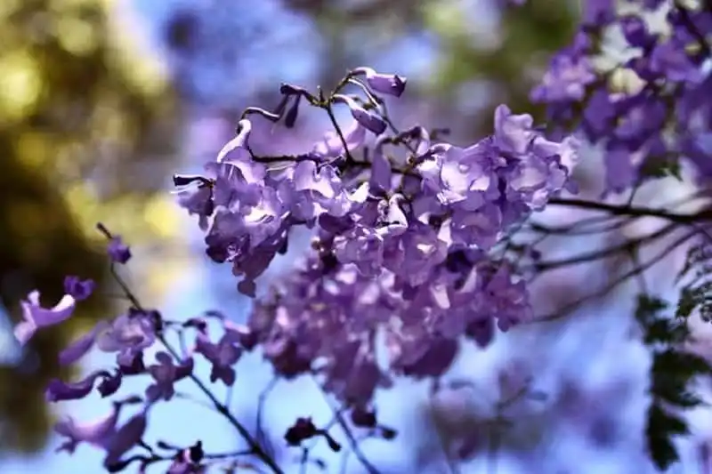 wanderlust-tips-lac-buoc-vao-thien-duong-phuong-tim-o-pretoria-nam-phi-6