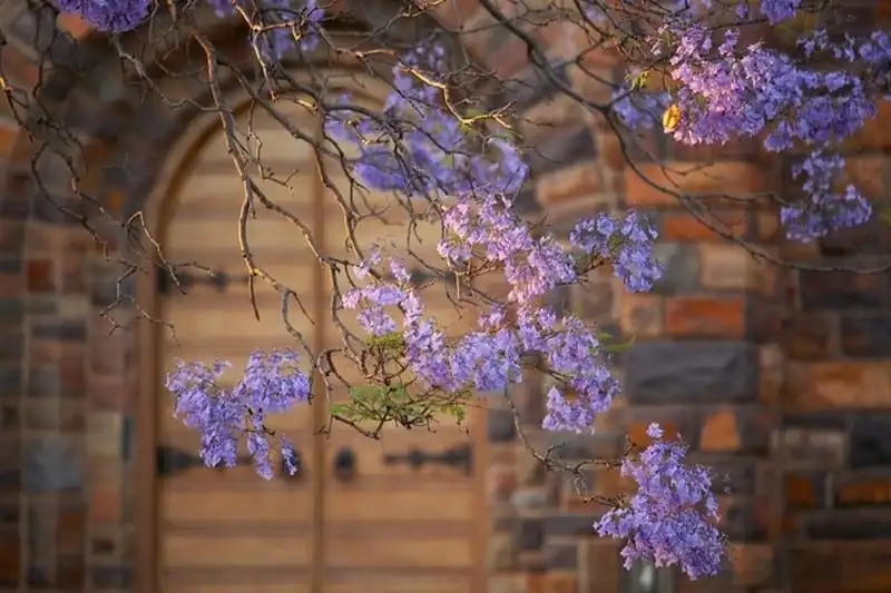 wanderlust-tips-lac-buoc-vao-thien-duong-phuong-tim-o-pretoria-nam-phi-7