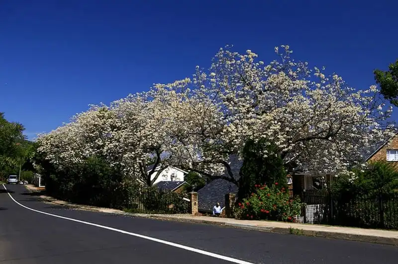 wanderlust-tips-lac-buoc-vao-thien-duong-phuong-tim-o-pretoria-nam-phi-9