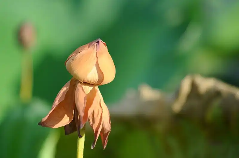 wanderlust-tips-sen-mat-mua-gioi-tre-van-doi-nang-chup-anh-tao-dang-cung-sen-13