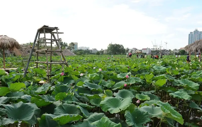 wanderlust-tips-sen-mat-mua-gioi-tre-van-doi-nang-chup-anh-tao-dang-cung-sen-14