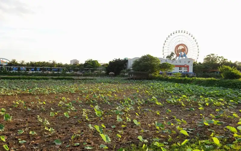 wanderlust-tips-sen-mat-mua-gioi-tre-van-doi-nang-chup-anh-tao-dang-cung-sen-9