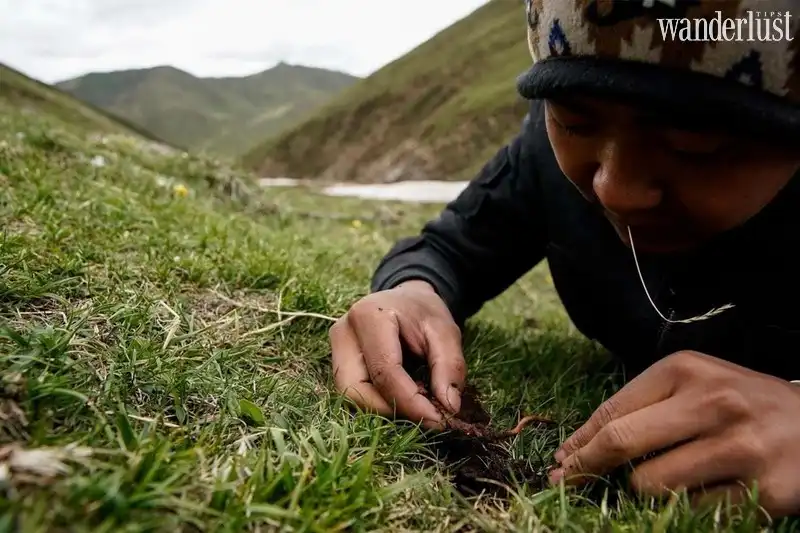 Tây Tạng: Mùa săn đông trùng hạ thảo 7 Tạp chí Du lịch Wanderlust Tips | Tây Tạng: Mùa săn đông trùng hạ thảo