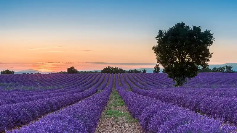 Ghé thăm thiên đường hoa oải hương Provence 6 wanderlust_tips_Provence_thien_duong_hoa_oai_huong_2