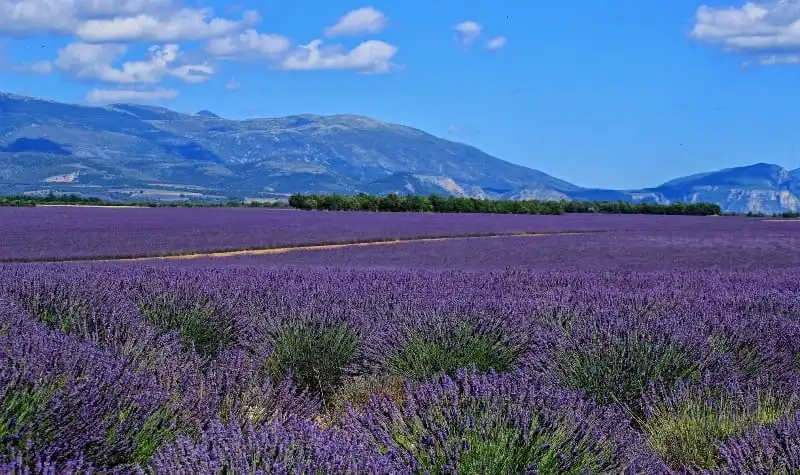 Ghé thăm thiên đường hoa oải hương Provence 7 wanderlust_tips_Provence_thien_duong_hoa_oai_huong_3