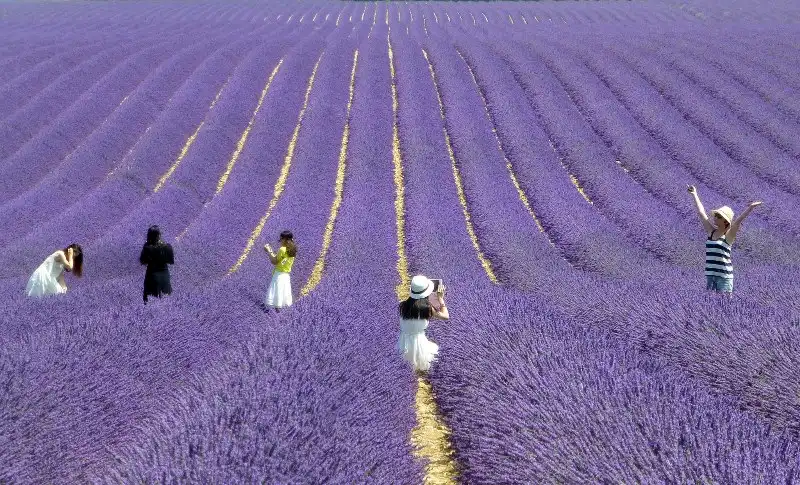 Ghé thăm thiên đường hoa oải hương Provence 9 wanderlust_tips_Provence_thien_duong_hoa_oai_huong_5
