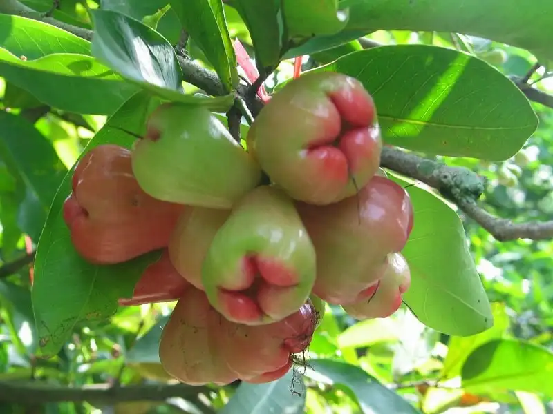 Về miền Tây mùa trái cây vào hạ 8 wanderlust_tips_du_lich_mien_tay_2