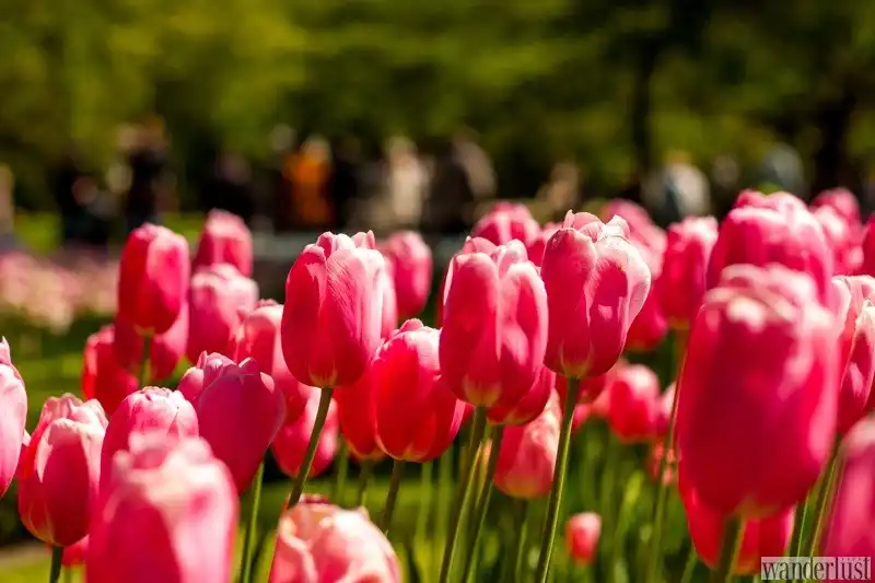 Lạc lối trong vườn Keukenhof 6 wanderlust_tips_le_hoi_hoa_tulip_1