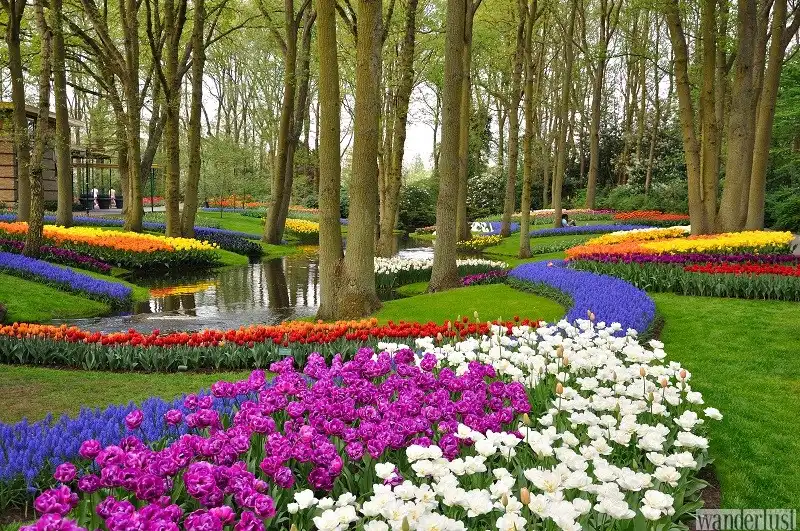 Lạc lối trong vườn Keukenhof 8 wanderlust_tips_le_hoi_hoa_tulip_4