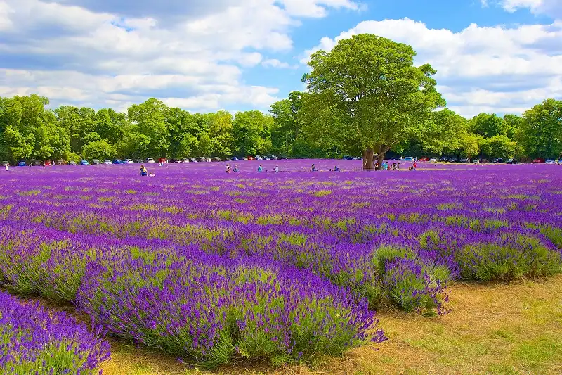 wanderlust_tips_mien_man_sac_tim_