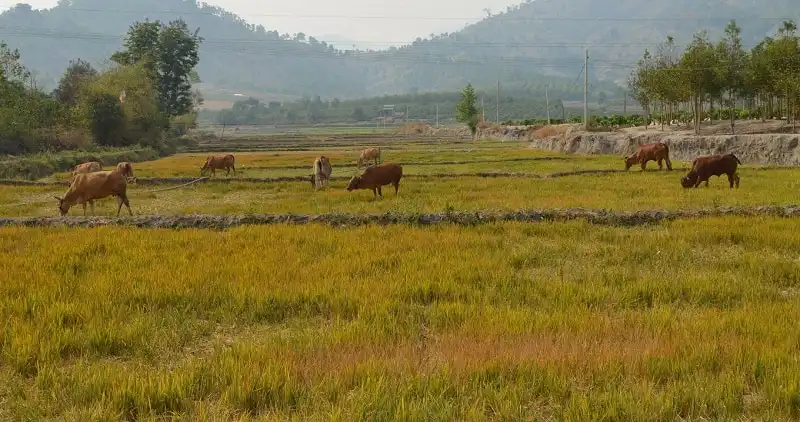 Một Tây Nguyên khác - Tây Nguyên mùa mưa 5 wanderlust_tips_tay_nguyen_mua_mua_1