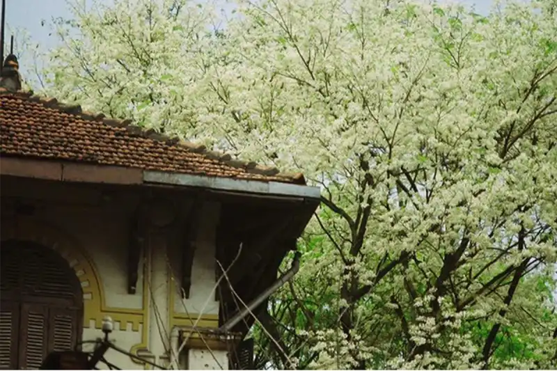 wanderlust_tips_thien_duong_4_mua_viet_nam_4