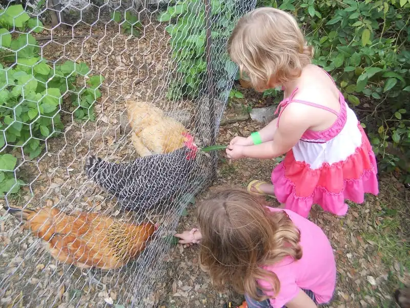 Những tour du lịch lạ đời nhất thế giới 13 The Funky Chicken Coop Tour is fun for the whole family. The 2103 Funky Chicken Coop Tour is scheduled for March 30, 2013 in Austin, Texas.