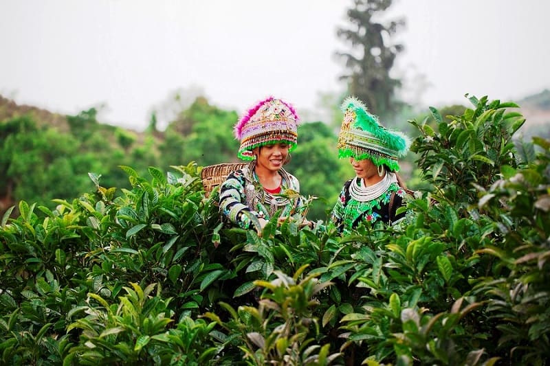 Lên miền xanh Suối Giàng thưởng thức chè Shan Tuyết