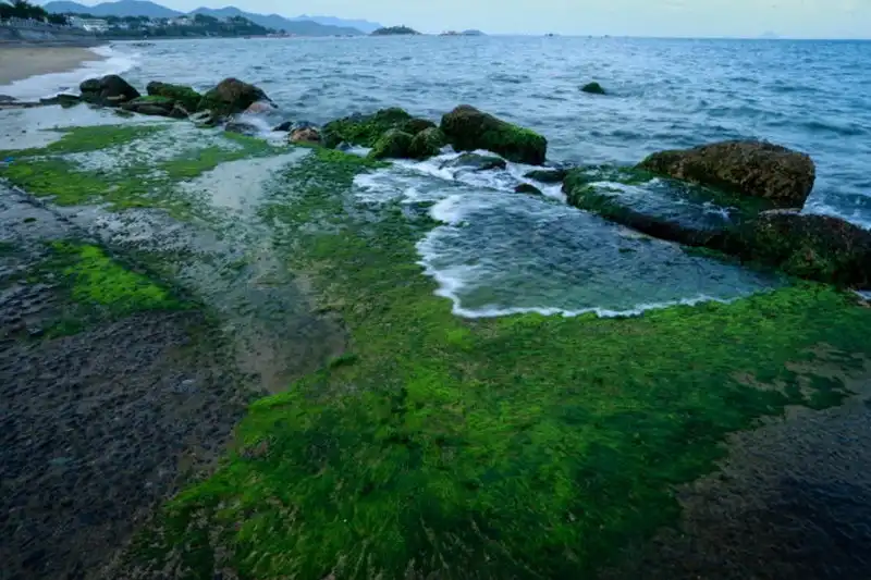 Bãi rêu xanh mướt lạ mắt hút khách ở Nha Trang 9 wanderlust-tips-bai-reu-xanh-muot-hut-khach-o-nha-trang--4