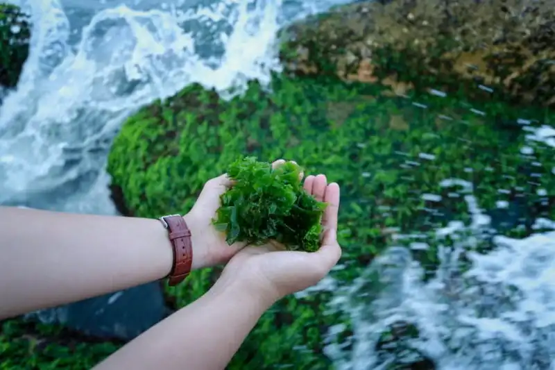 Bãi rêu xanh mướt lạ mắt hút khách ở Nha Trang 13 wanderlust-tips-bai-reu-xanh-muot-hut-khach-o-nha-trang--9