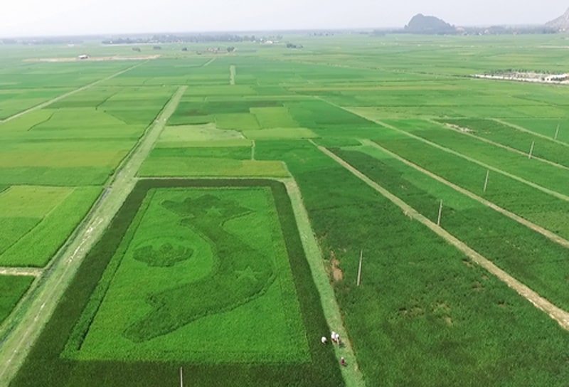 Cánh đồng lúa 4 màu tạo hình bản đồ Việt Nam