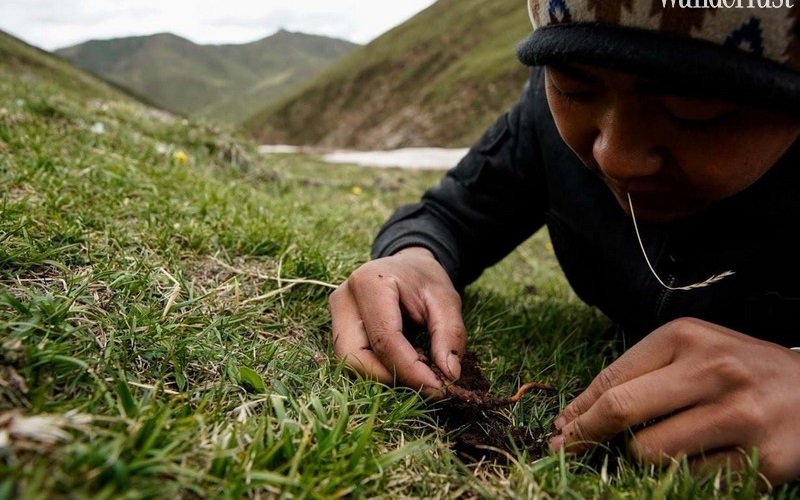 Tây Tạng: Mùa săn đông trùng hạ thảo