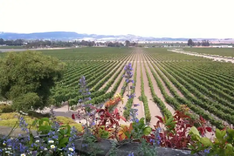 kham-pha-7-vung-trong-nho-sieu-ngon-cua-nuoc-phap-wanderlusttips2