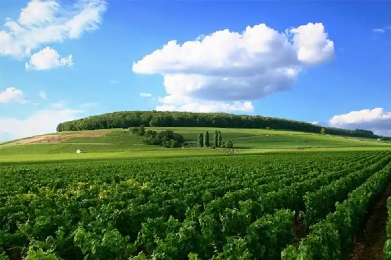 kham-pha-7-vung-trong-nho-sieu-ngon-cua-nuoc-phap-wanderlusttips4