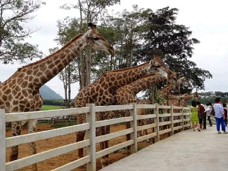 Ngây ngất với công viên nông trại lớn nhất Thái Lan 10 ngay-ngat-voi-cong-vien-nong-trai-lon-nhat-thai-lan-wanderlusttips2