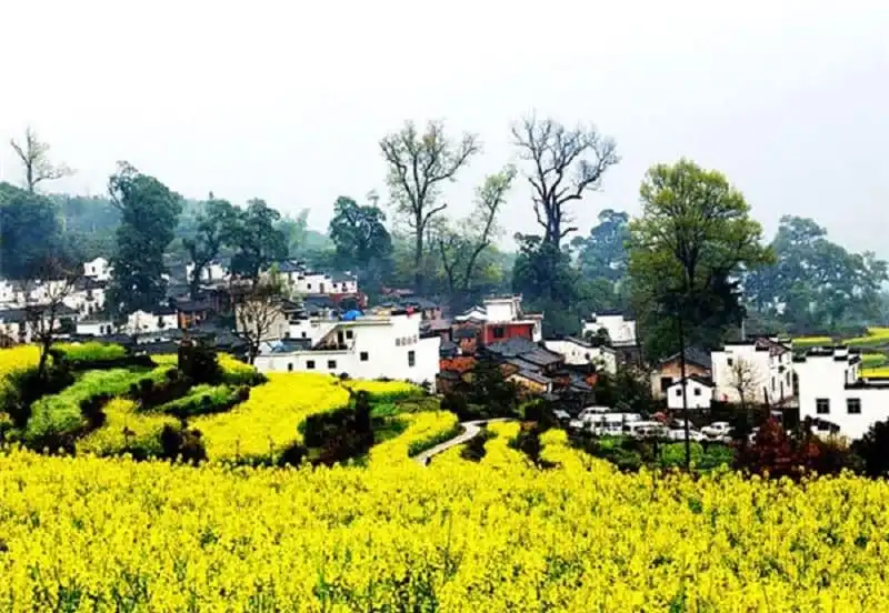 Ngỡ ngàng trước vẻ đẹp của "ngôi làng quyến rũ nhất Trung Quốc" 10 Làng Wuyuan ở Giang Tây, Trung Quốc nổi tiếng với những ngôi nhà cổ có kiến trúc độc đáo chen lẫn trong sắc hoa cải rực rỡ