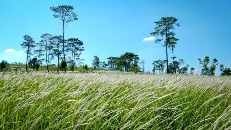 Tây Nguyên tuyệt đẹp đầu mùa mưa 6 Một bãi cỏ lau ven quốc lộ 14 (nay là đường Hồ Chí Minh) đoạn qua địa phận huyện Krông Búk, Đắk Lắk