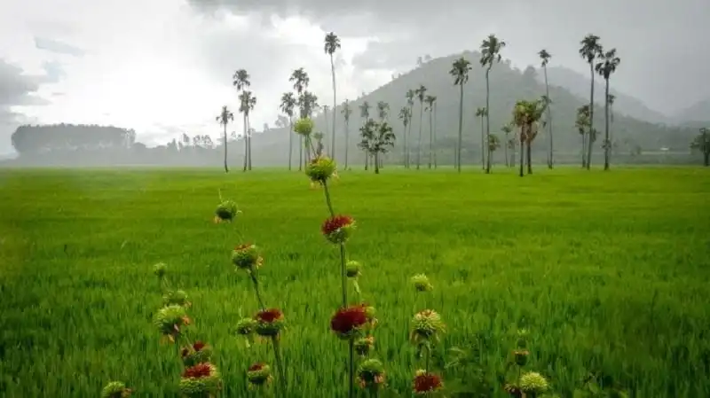 Tây Nguyên tuyệt đẹp đầu mùa mưa 7 Cơn mưa đổ xuống cánh đồng lúa ở huyện Krông Bông, Đắk Lắk