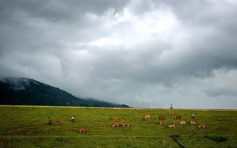 Tây Nguyên tuyệt đẹp đầu mùa mưa 10 Lùa bò về trên bờ đập của huyện Krông Bông (Đắk Lắk) trong chiều mưa