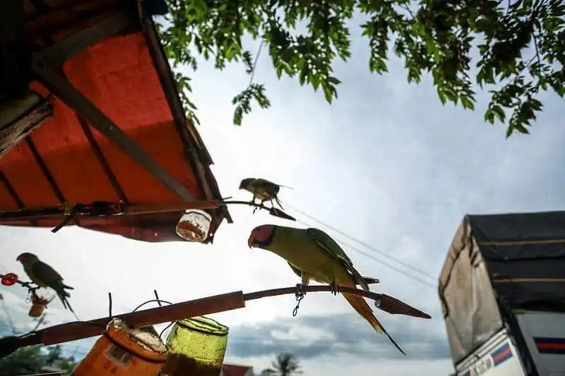 Tây Nguyên tuyệt đẹp đầu mùa mưa 12 Săn bắt và bày bán chim kơtia
