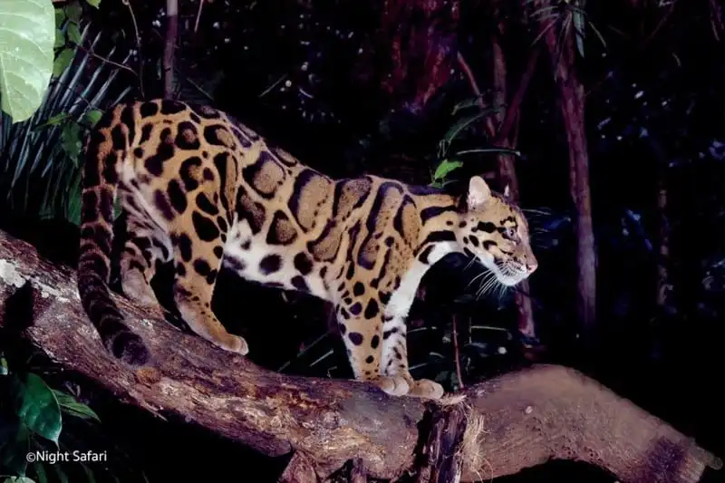 wanderlust-tips-10-trai-nghiem-khien-du-khach-chet-me-khi-toi-singapore-14