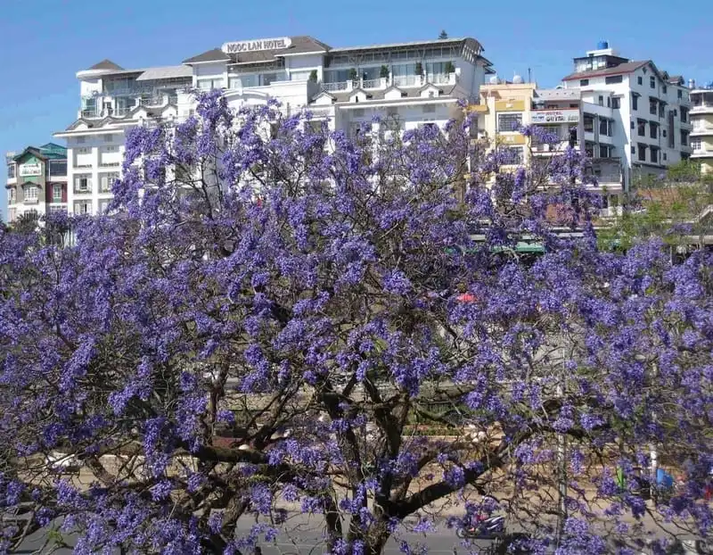 6 lý do khiến Đà Lạt trở thành điểm đến được giới trẻ quan tâm nhất hiện nay 9 wanderlust-tips-6-ly-do-khien-da-lat-tro-thanh-diem-den-duoc-gioi-tre-quan-tam-nhat-hien-nay-5