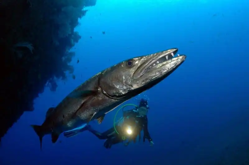 Bỏ qua những điều sau là bạn chưa thực sự tới Indonesia 15 wanderlust-tips-bo-qua-nhung-dieu-sau-la-ban-chua-thuc-su-toi-indonesia-10