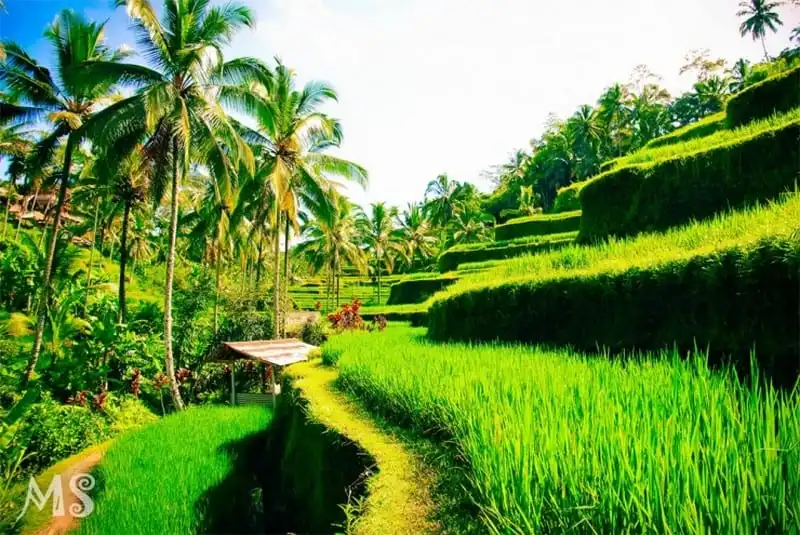 Bỏ qua những điều sau là bạn chưa thực sự tới Indonesia 16 wanderlust-tips-bo-qua-nhung-dieu-sau-la-ban-chua-thuc-su-toi-indonesia-12