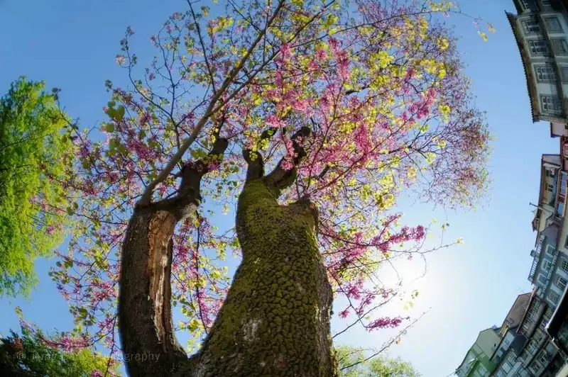 wanderlust-tips-ghe-tham-Guimaraes-que-huong-danh-thu-cristiano-ronaldo4