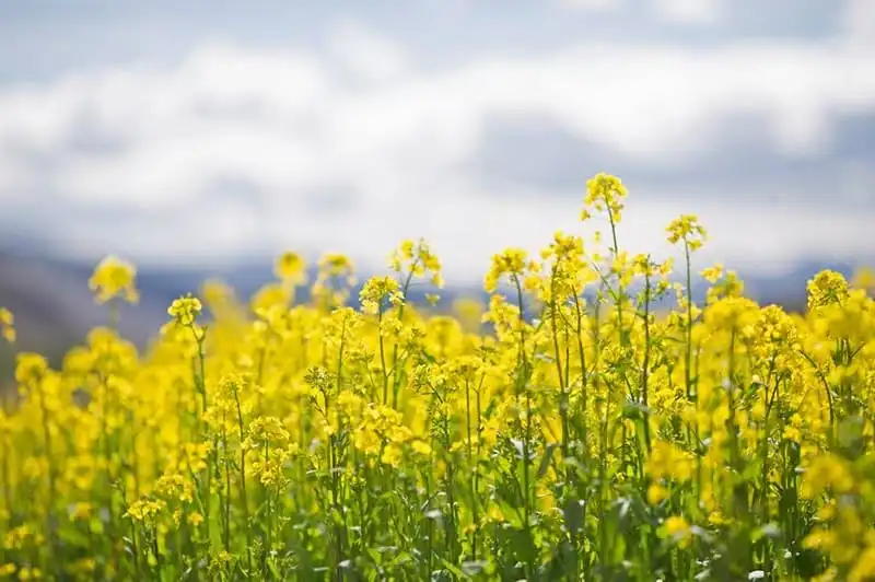 wanderlust-tips-hanh-trinh-toi-noi-lung-chung-thoi-gian-27