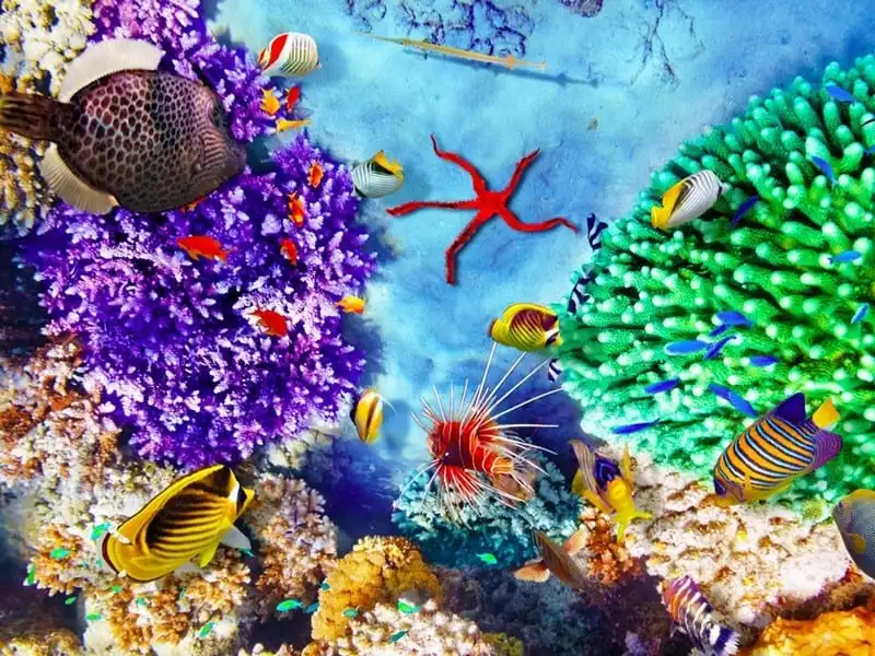 wanderlust-tips-ky-quan-thien-nhien-duy-nhat-thay-duoc-tu-vu-tru-dep-nhu-the-nao-17