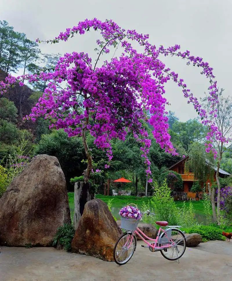 Ma rừng lữ quán – Chốn thần tiên ít người biết đến ngay gần Đà Lạt 5 wanderlust-tips-ma-rung-lu-quan-chon-than-tien-it-nguoi-biet-toi-ngay-gan-da-lat-0