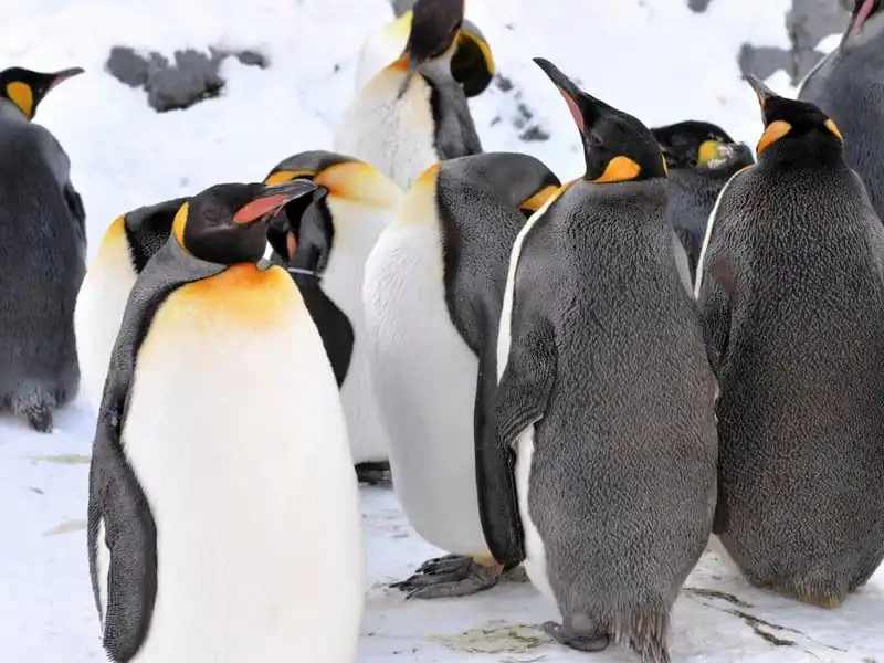 wanderlust-tips-nhung-ly-do-khien-hokkaido-tro-thanh-diem-den-tuyet-voi-nhat-chau-a-30