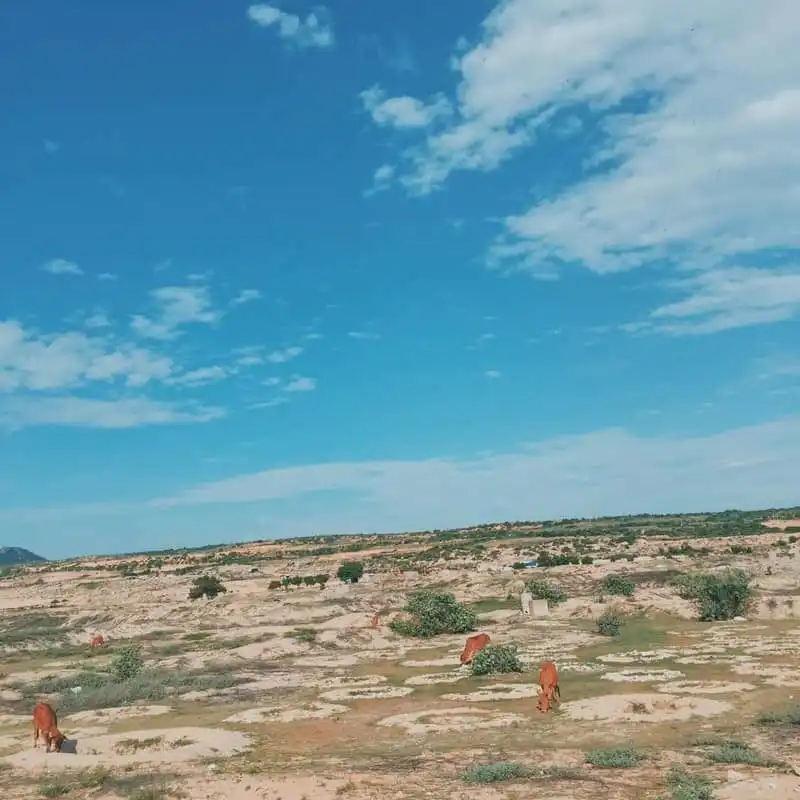 Trải nghiệm một mình khám phá Ninh Thuận 13 wanderlust-tips-trai-nghiem-mot-minh-kham-pha-ninh-thuan-0