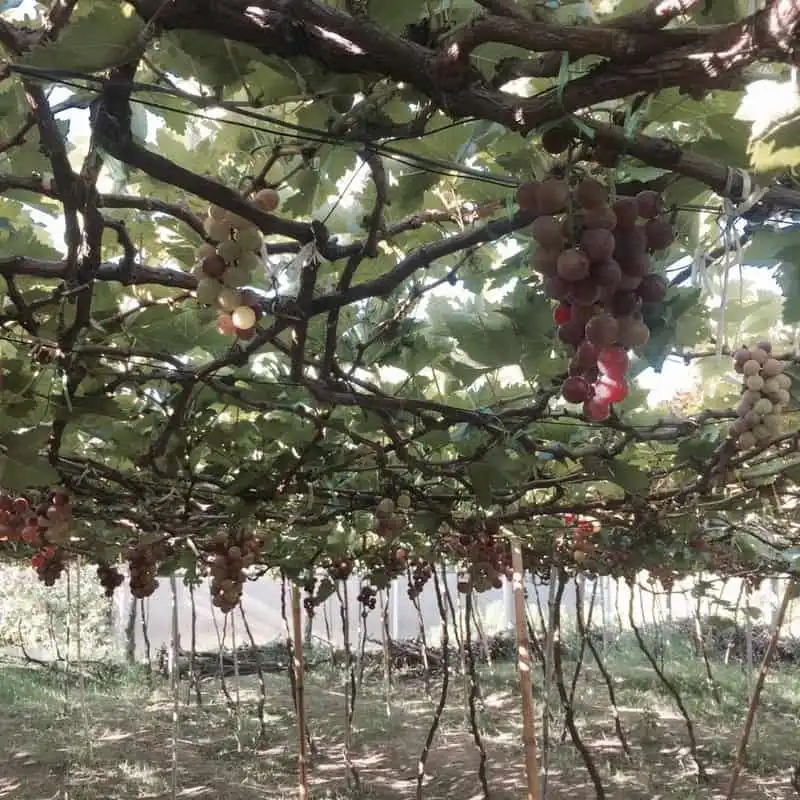 Trải nghiệm một mình khám phá Ninh Thuận 8 wanderlust-tips-trai-nghiem-mot-minh-kham-pha-ninh-thuan-4